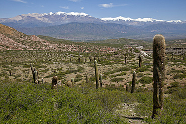 Los Cardones National Park (Valley of Cactus National Park), with Nevado Cachi snowcapped mountain range in Andes region, Salta, Argentina, South America