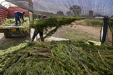 Farmers harvest and process tea tree oil for sale for export as a health and beauty product, Kenya, East Africa, Africa