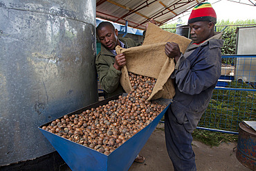 Farmers harvest and process tea tree oil for sale for export as a health and beauty product, Kenya, East Africa, Africa