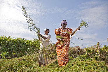 Farmers harvest and process tea tree oil for sale for export as a health and beauty product, Kenya, East Africa, Africa