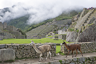 Llamas roaming in the Inca ruins of Machu Picchu, UNESCO World Heritage Site, Peru, South America