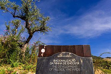 Port wine vineyards and wineries in the Douro valley region in Pinhao,Porto,Portugal