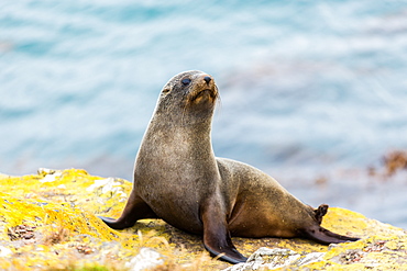 Fur seal (Arctocephalus forsteri), Moeraki, South Island, New Zealand, Pacific