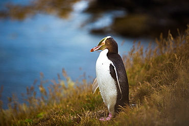 Yellow-eyed penguin (Megadyptes antipodes), Moeraki, South Island, New Zealand, Pacific