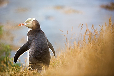 Yellow-eyed penguin (Megadyptes antipodes), Moeraki, South Island, New Zealand, Pacific