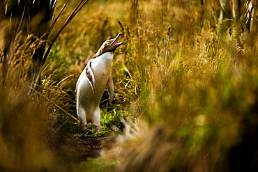 Yellow-eyed penguin (Megadyptes antipodes), Moeraki, South Island, New Zealand, Pacific