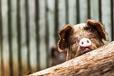 Pig in Gloucesteshire, England, United Kingdom, Europe