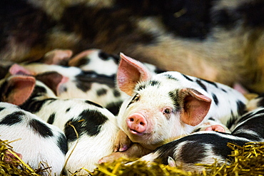 Piglets in Gloucestershire, England, United Kingdom, Europe