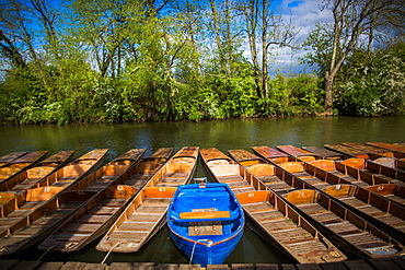 Punting, Cherwell Boathouse, Oxford, Oxfordshire, England, United Kingdom, Europe