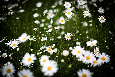 Daisies, United Kingdom, Europe