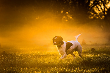 Springer spaniel, Oxfordshire, England, United Kingdom, Europe