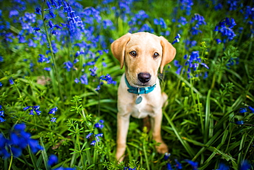 Labrador in bluebells, Oxfordshire, England, United Kingdom, Europe