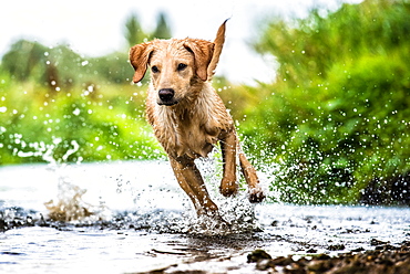 Labrador in water, Oxfordshire, England, United Kingdom, Europe