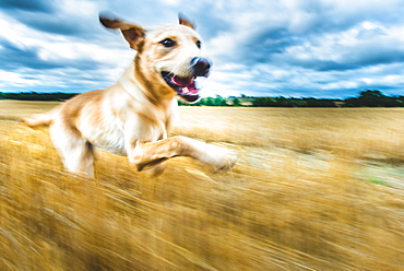 Labrador in field, Oxfordshire, England, United Kingdom, Europe