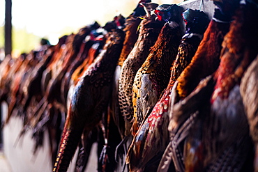 Cock pheasants and hen birds hanging after a shoot, Wiltshire, England, United Kingdom, Europe