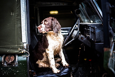 Springer spaniel in Land Rover, Wiltshire, England, United Kingdom, Europe