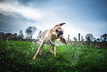 Labrador shaking off water, United Kingdom, Europe