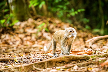 Long tailed Macaque (Macaca fascicularis), Indonesia, Southeast Asia