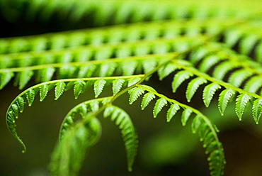 Fern, Indonesia, Southeast Asia