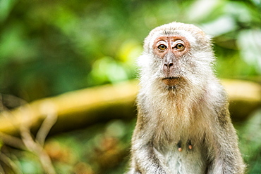 Long tailed Macaque (Macaca fascicularis), Indonesia, Southeast Asia