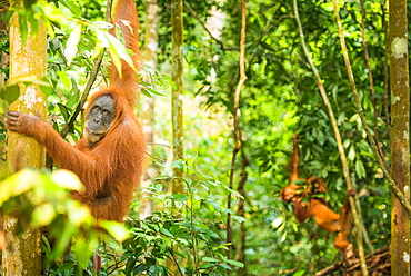 Female Orangutan Sumatra with babies (Pongo abelii), Indonesia, Southeast Asia