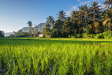 Padi Field in Lake Toba, Sumatra, Indonesia, Southeast Asia