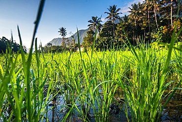 Padi Field in Lake Toba, Sumatra, Indonesia, Southeast Asia