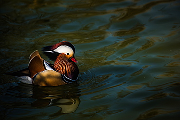 The mandarin duck (Aix galericulata), United Kingdom, Europe