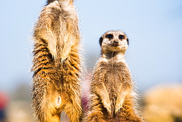 The meerkat (suricate) (Suricata suricatta), United Kingdom, Europe