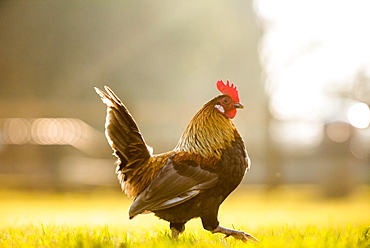 Cockerel at sunrise, United Kingdom, Europe