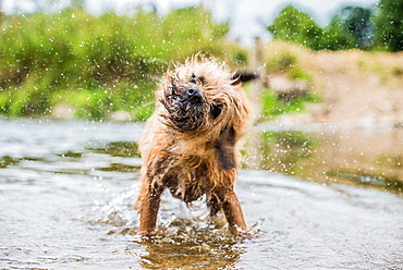 A briard dog, wading in water, England, United Kingdom, Europe