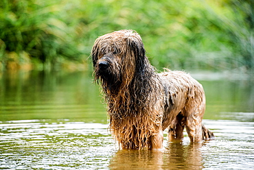 A briard dog, wading in water, England, United Kingdom, Europe