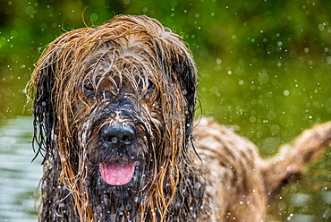 Briard in water, United Kingdom, Europe