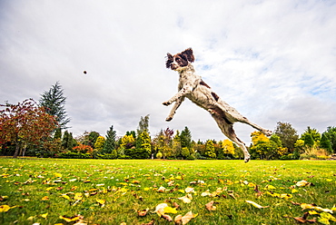 Springer Spaniel jumping to catch treat, United Kingdom, Europe