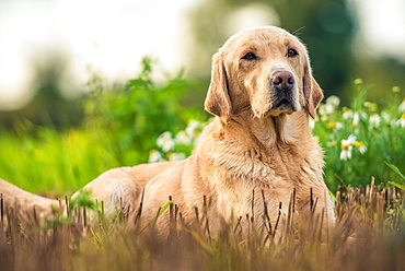 Gun dog on game-shooting drive, Norfolk, England, United Kingdom, Europe