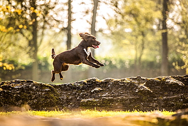 Jumping cocker spaniel, Oxfordshire, England, United Kingdom, Europe