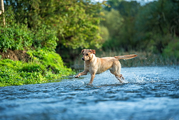 Labrador in a river, Oxfordshire, England, United Kingdom, Europe