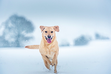 Golden Labrador in the snow, United Kingdom, Europe