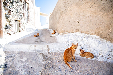 Cats inthe street, Santorini, Cyclades, Aegean Islands, Greek Islands, Greece, Europe