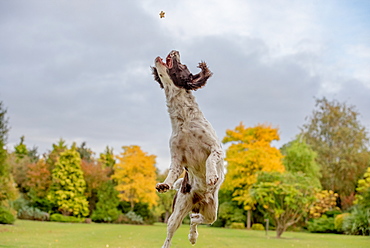 Springer Spaniel catching a treat in mid air, United Kingdom, Europe