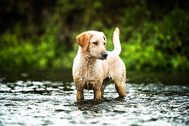 Golden Labrador standing in a shallow river looking away from the camera, United Kingdom, Europe