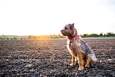 Border Terrier with red collar sitting in a field at sunset, United Kingdom, Europe