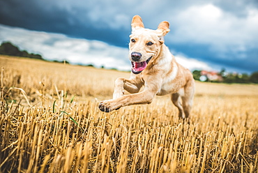 Golden Labrador running through a field of wheat, United Kingdom, Europe