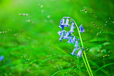 Bluebell (Hyacinthoides non-scripta), Oxfordshire, England, United Kingdom, Europe