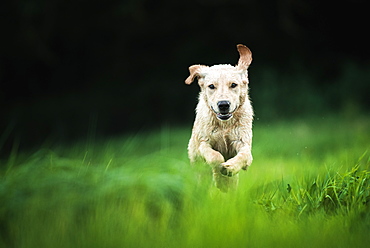 Golden Labrador running through a field, United Kingdom, Europe