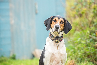 Portrait of a Beagle sitting looking at the camera, United Kingdom, Europe