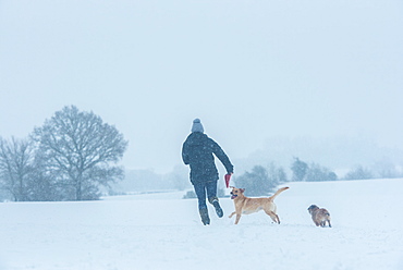 Labrador and Border Terrier playing in the snow with their owner, United Kingdom, Europe