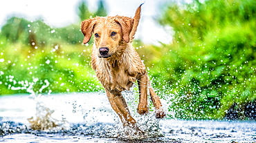 Golden Labrador running through a shallow river, United Kingdom, Europe