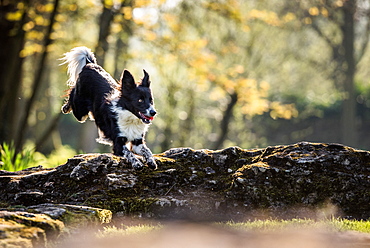 Collie jumping over a fallen tree in the afternoon sunlight, United Kingdom, Europe