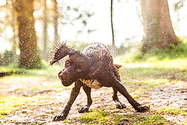 Spaniel shaking off water in the afternoon sunlight, United Kingdom, Europe